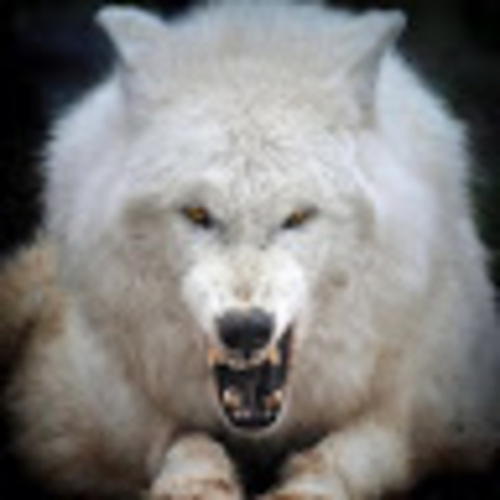 Meet your Posher, Yahuana